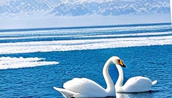 赛里木湖越冬天鹅